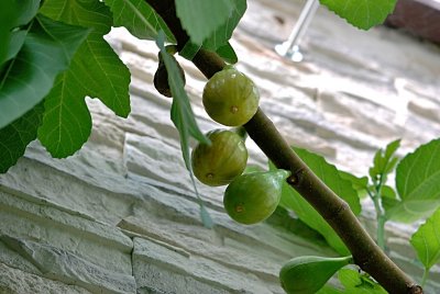 Ficus caryca - fíkovník smokvoň - plody